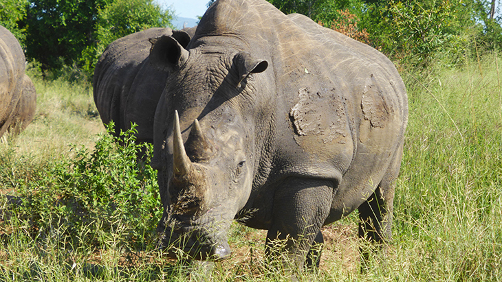 rhinocéros afrique du sud safari