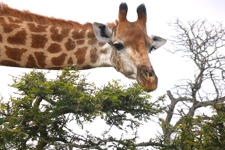 afrique du sud girafe safari arts & vie