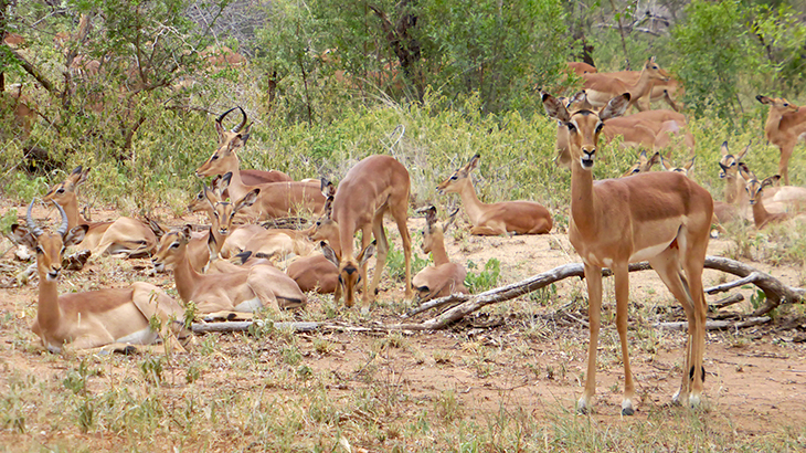 impalas afrique du sud safari arts et vie