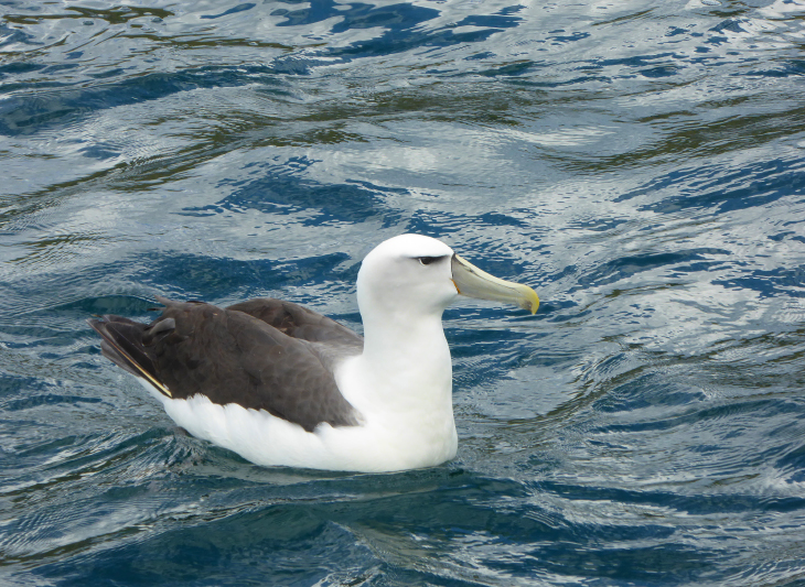 Albatros de Buller, Nouvelle-Zélande