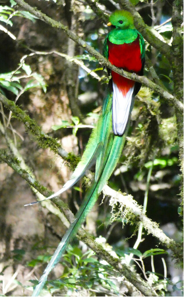 Quetzal, Costa Rica oiseaux
