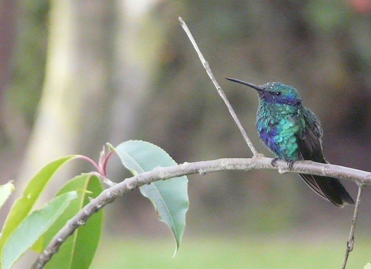 Colibri, Équateur ornitholgue