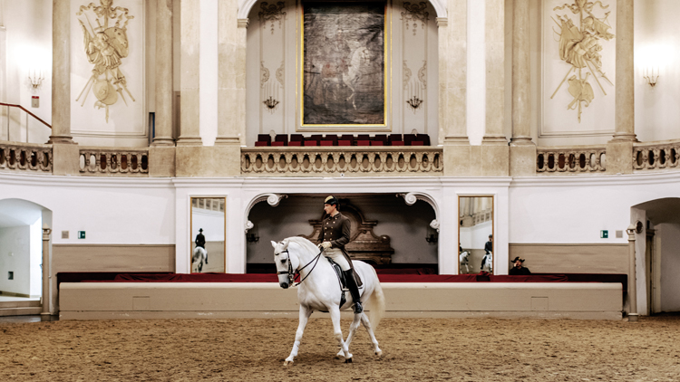 Lipizzan de l'École d’Équitation espagnole de Vienne Autriche