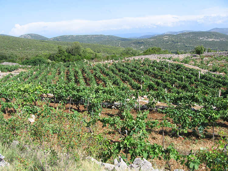 Vignes sur l'île de Korcula vin Croatie cuisine croate