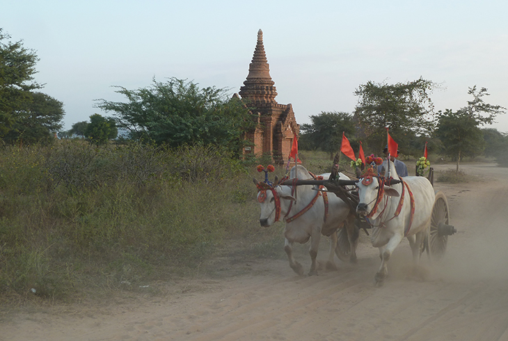 Birmanie Bagan buffle charrette 