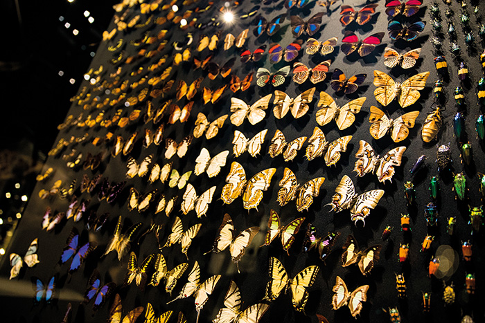 musée des Confluences Lyon collection entomologique vitrine insectes papillons