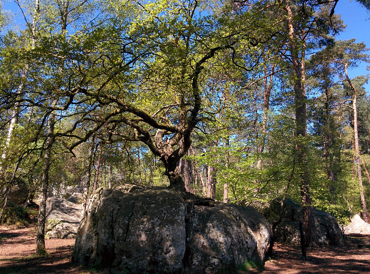 Arbres de la forêt de Fontainebleau
France