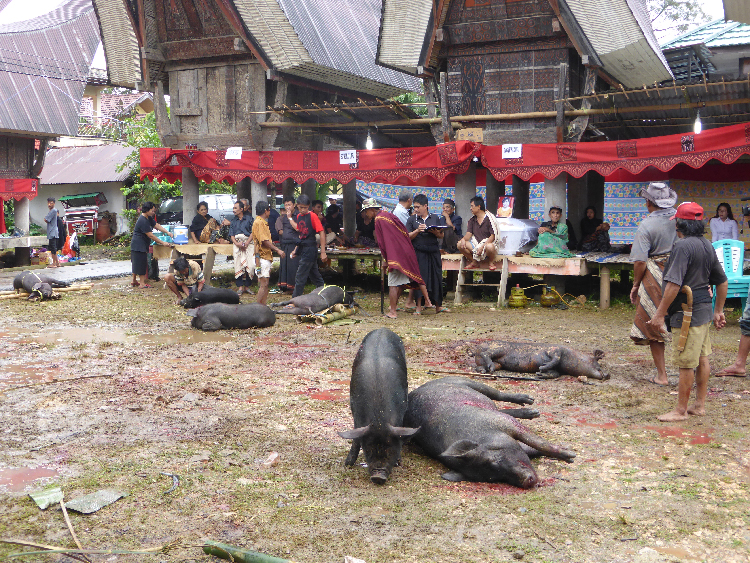 Cérémonie funéraire chez les Torajas Indonésie Arts et Vie traditions