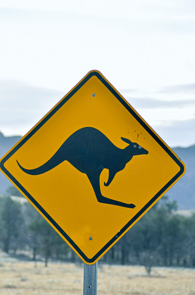 Attention aux kangourous en Australie