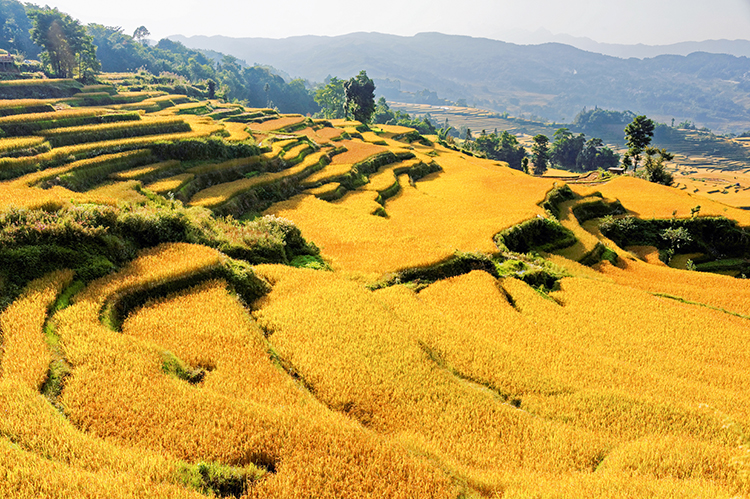 Paysage de rizières à Yuanyang en Chine