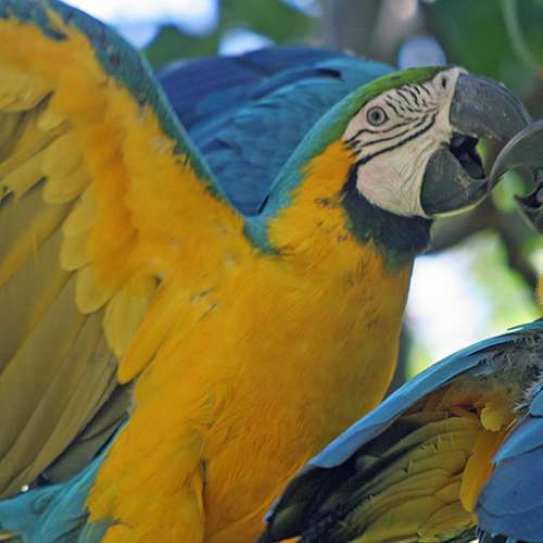 Perroquet jaune au Costa Rica