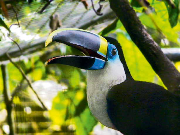 Un toucan au cœur de l’Amazonie Arts et Vie voyages culturels