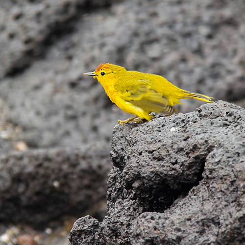 Fauvette jaune aux Galápagos