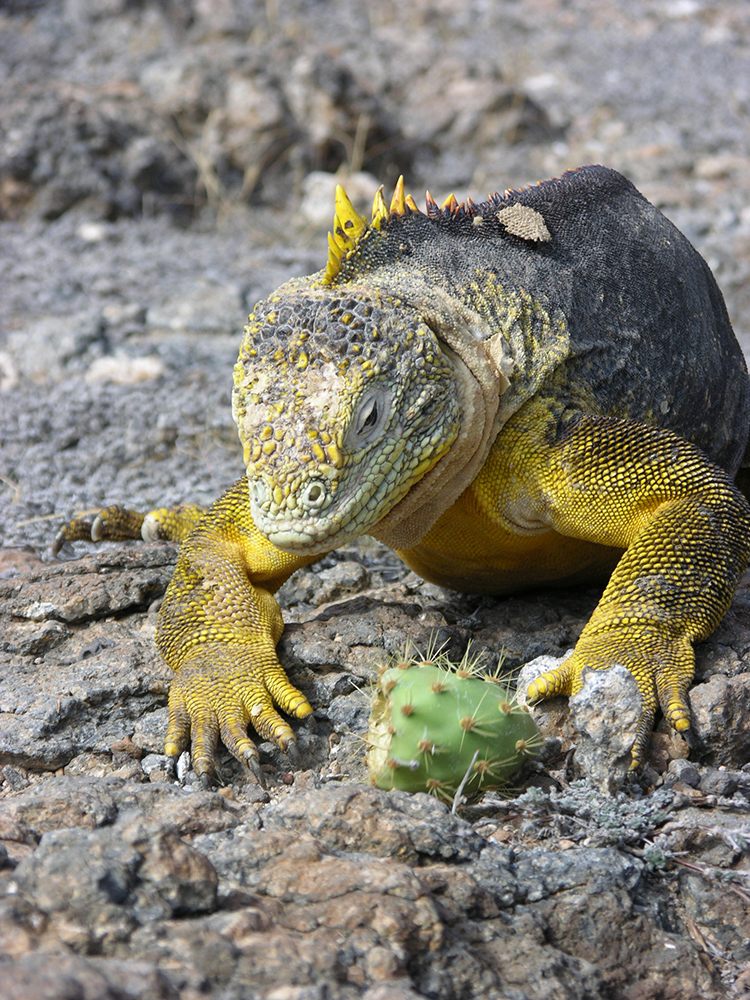 Iguane jaune aux Galápagos 