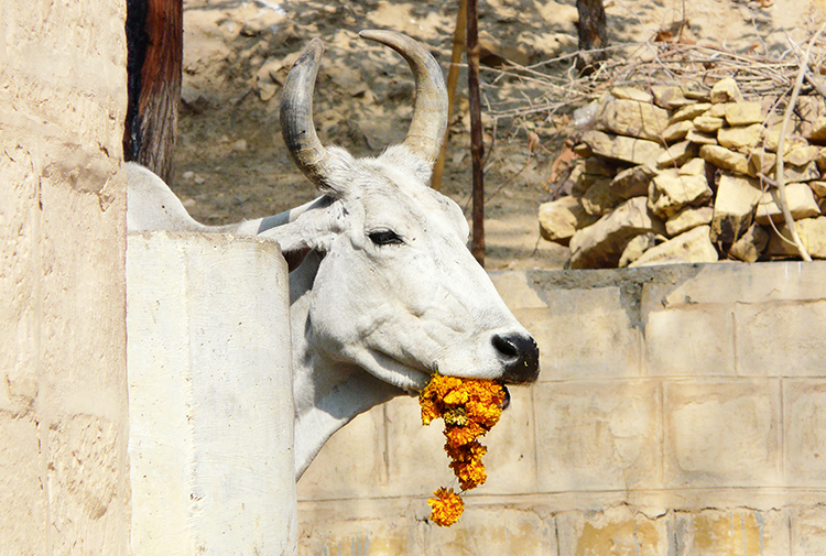 Vache sacrée en Inde fleurs jaunes