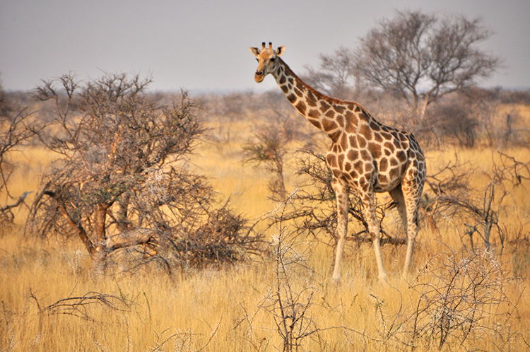 Girafe dans le parc d'Etosha, en Namibie