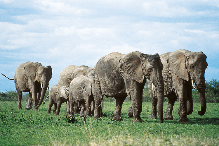 Une famille d'éléphants dans les plaines kenyanes voyages culturels 