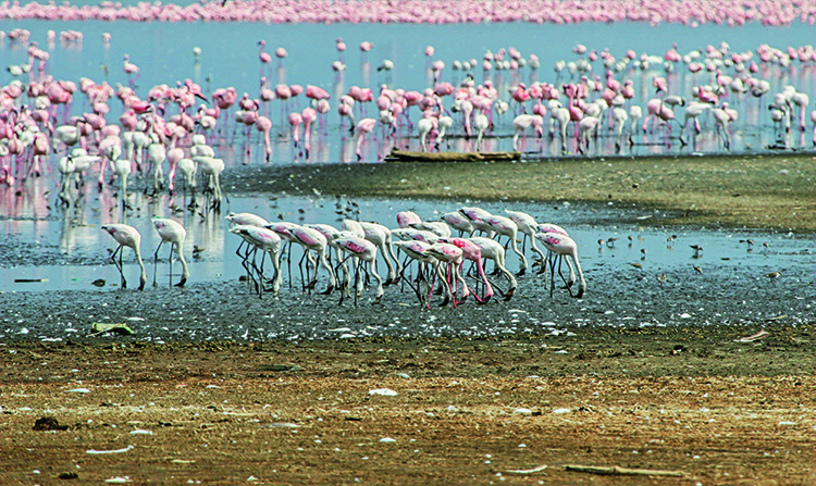 Groupe de flamants roses sur les rives du lac Nakuru Kenya Arts et Vie