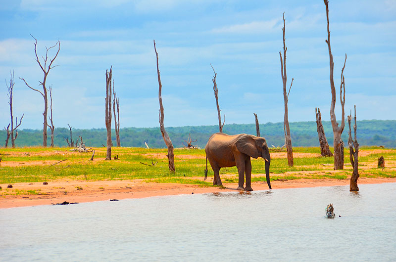 Éléphant sur les rives du lac Kariba
