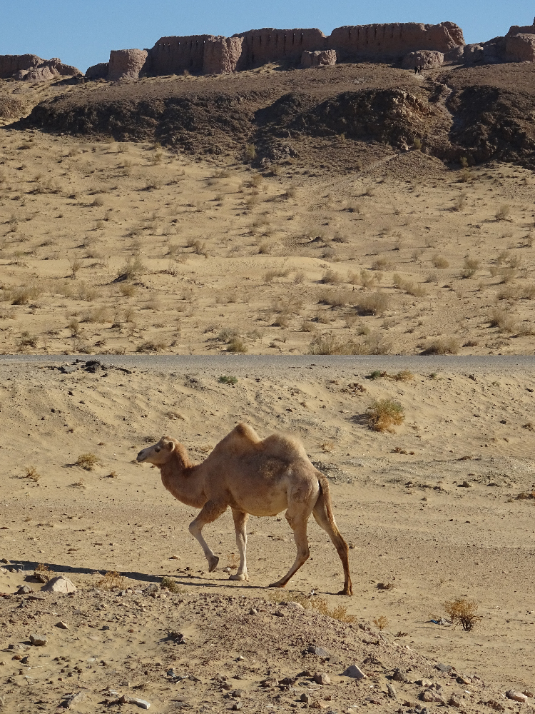 Vue sur le site d'Ayaz Kala, chameau dans le désert en Ouzbékistan