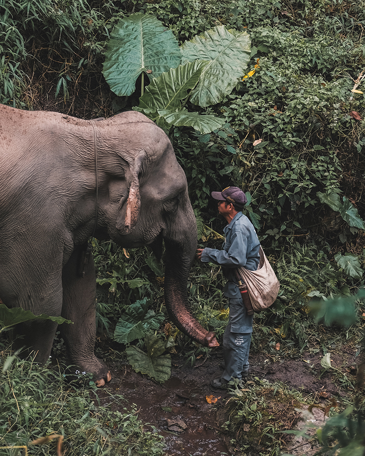 Éléphant et son mahout au Mekong Elephant Park