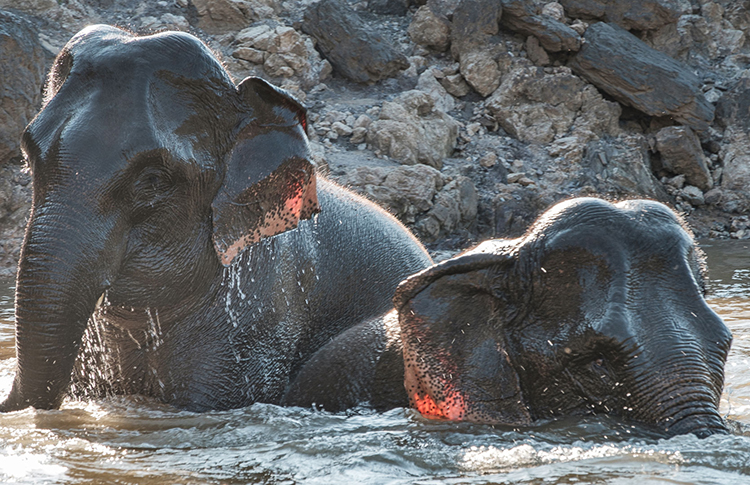 Baignade de deux éléphants dans le Mekong