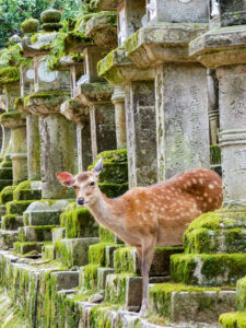 Japon daim en liberté dans un sanctuaire à Nara